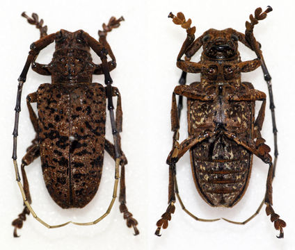 Image of <i>Aristobia hispida</i> (Saunders 1853)