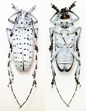 Image of <i>Pseudonemophas versteegii</i> (Ritsema 1881)