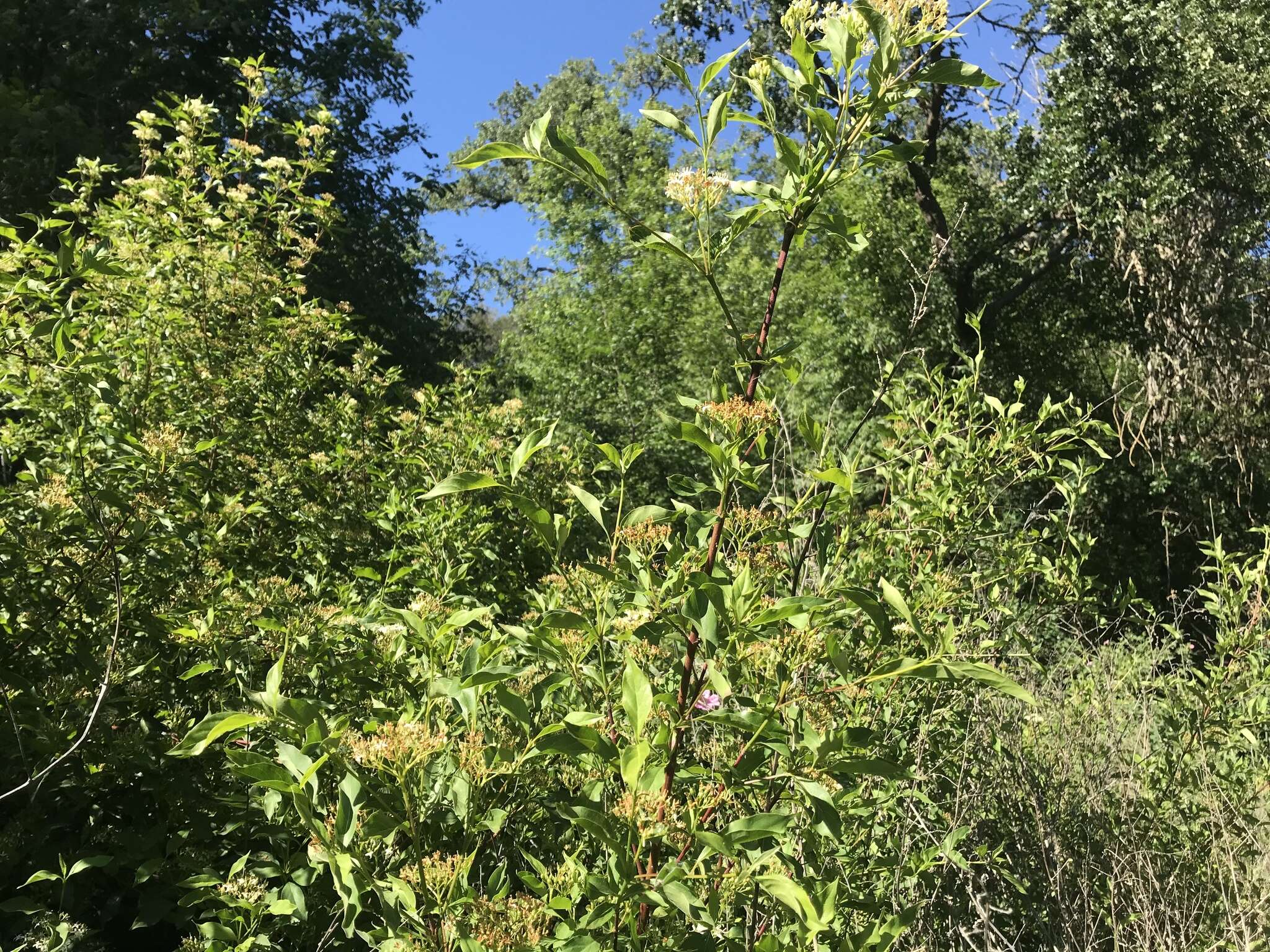 Image of brown dogwood