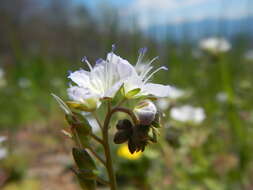 Image of Phacelia dubia var. dubia