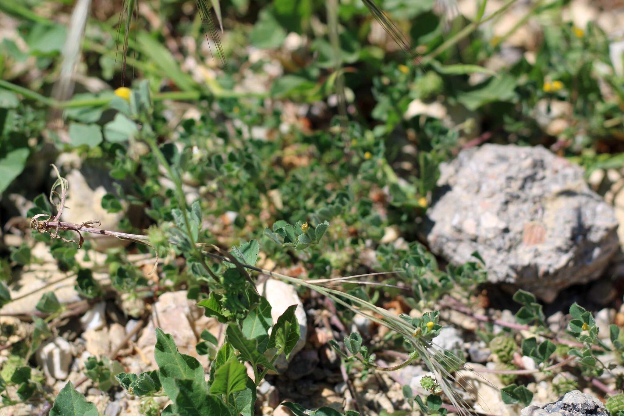 Image of Tifton burclover