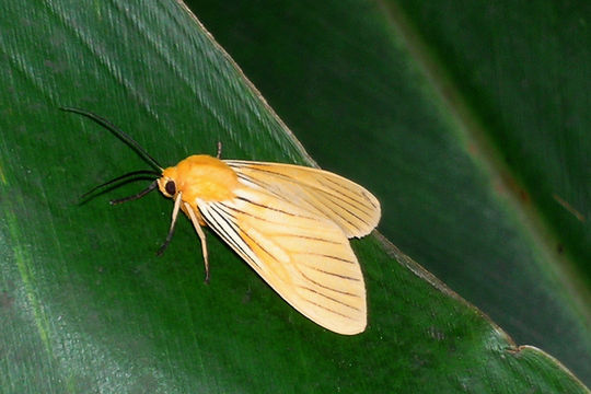 Image of <i>Pachydota nervosa</i>