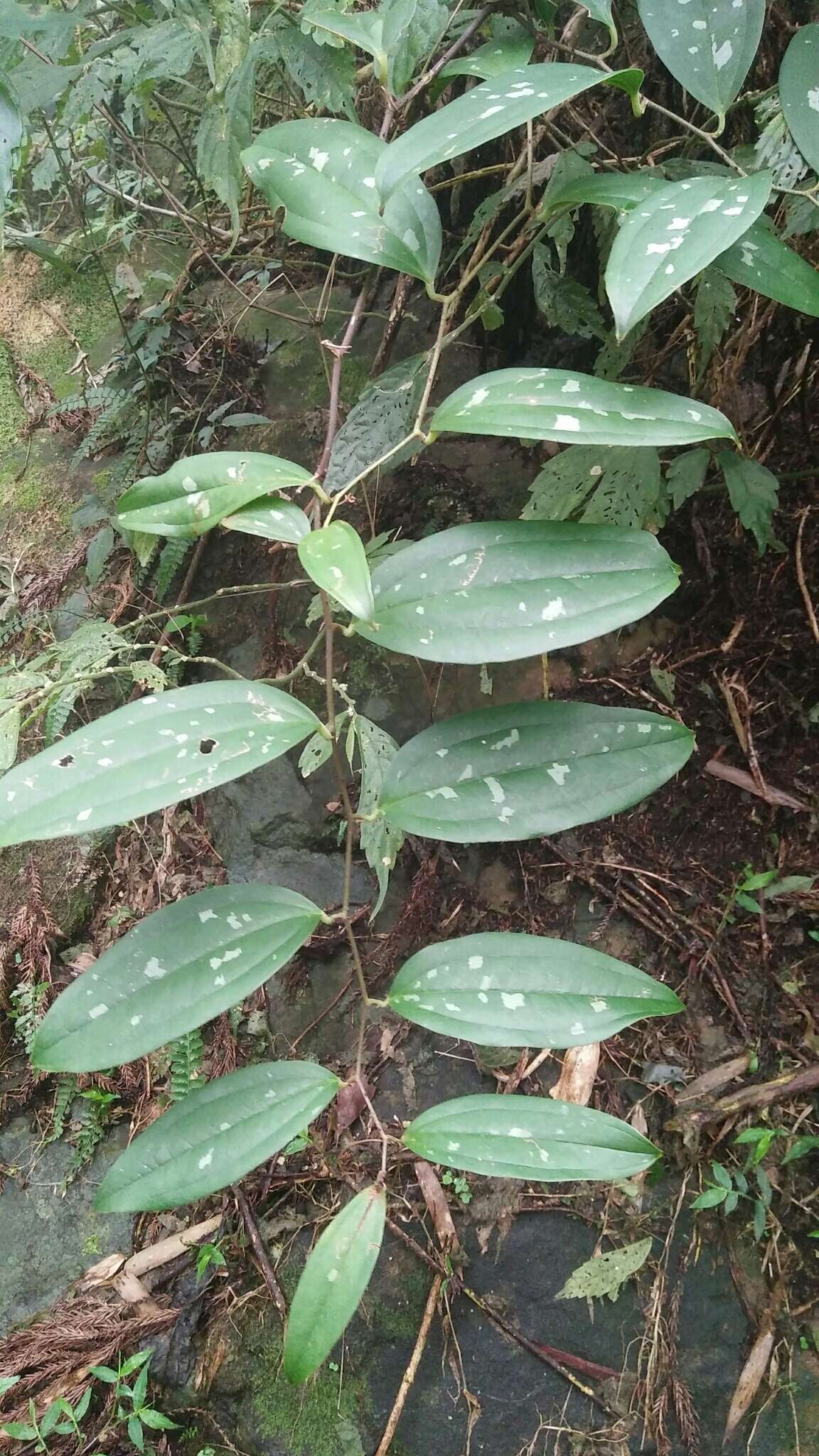 Image of Smilax aspericaulis Wall. ex A. DC.