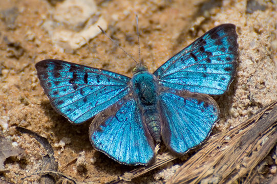 Image of <i>Lasaia agesilas</i> (Latreille (1813))