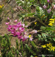 Image of Lessertia perennans var. perennans