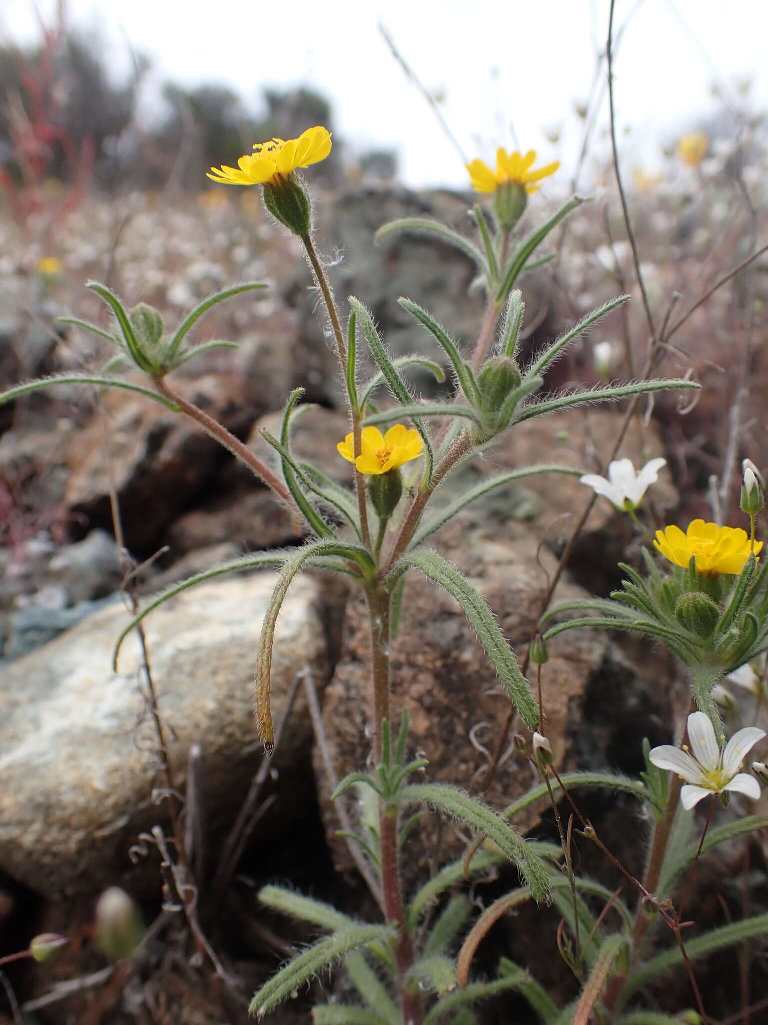 Image of tarweed