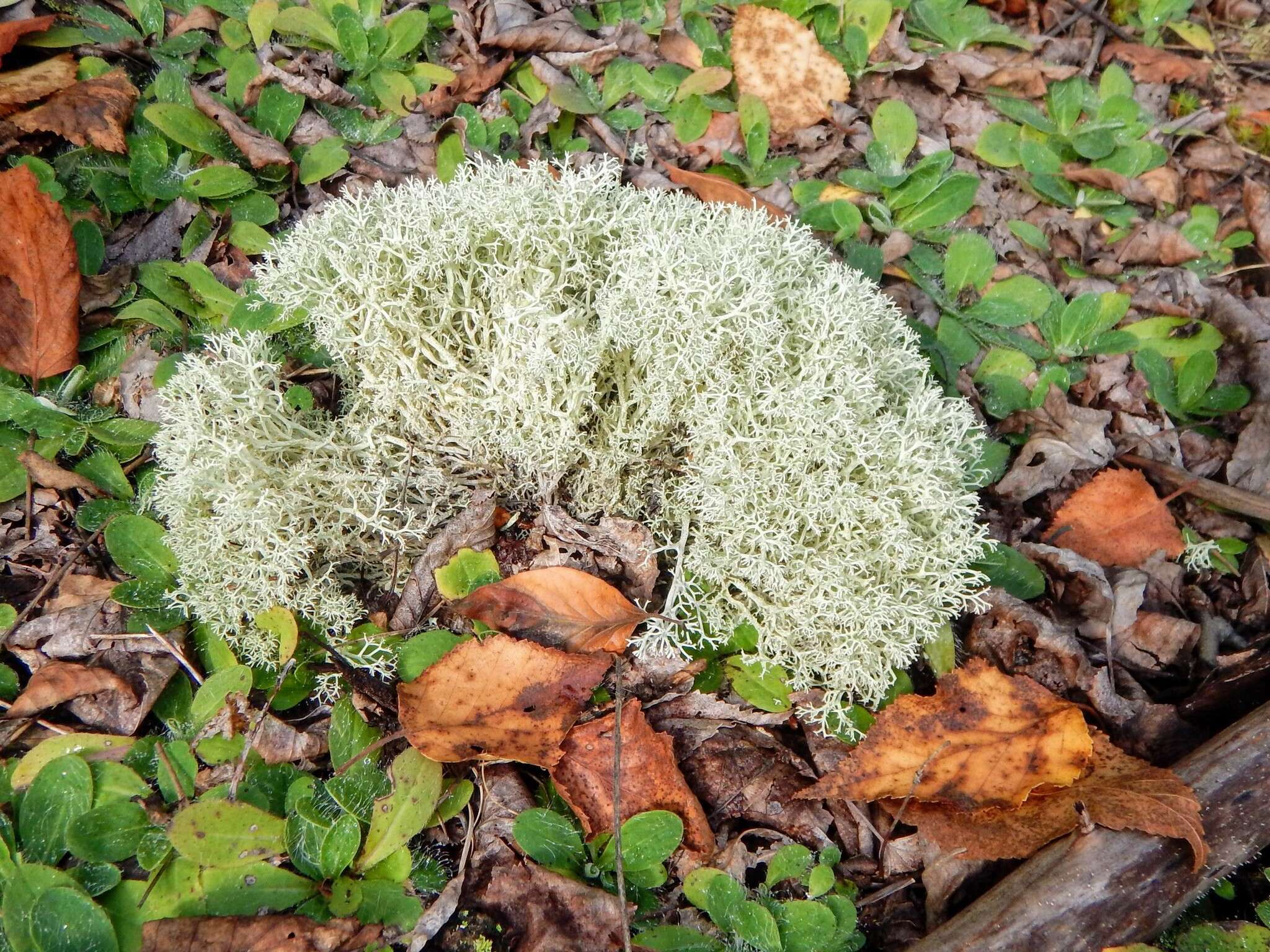 Cladonia arbuscula subsp. mitis (Sandst.) Ruoss resmi