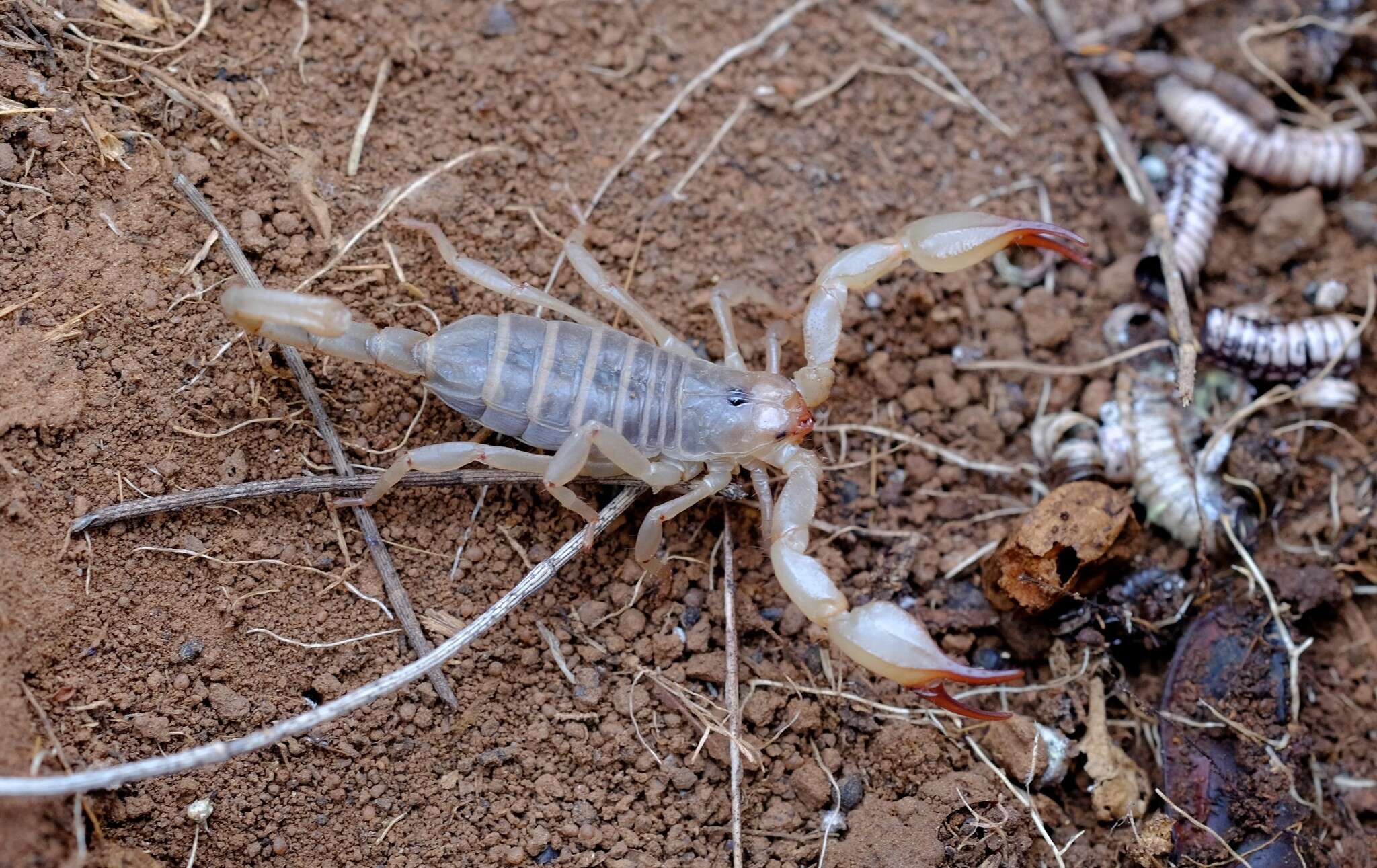 Urodacus elongatus L. E. Koch 1977 resmi