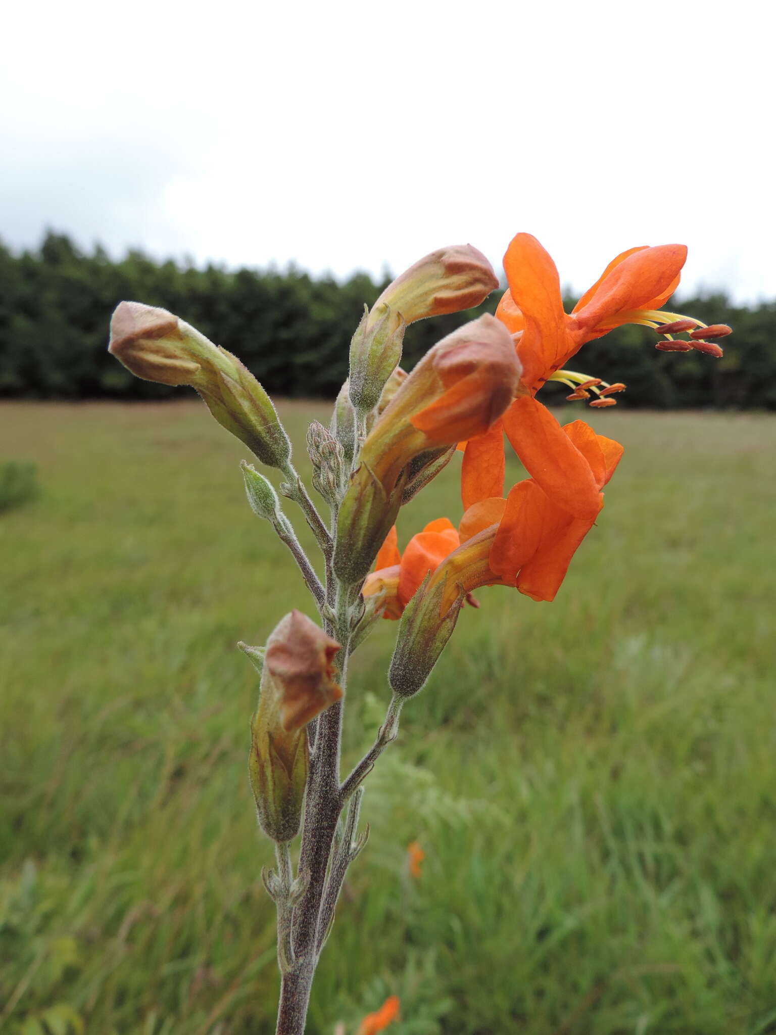 Image of Cape honeysuckle