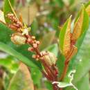 <i>Croton ferricretus</i> Kainul., B. W. van Ee & P. E. Berry的圖片