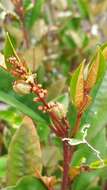 <i>Croton ferricretus</i> Kainul., B. W. van Ee & P. E. Berry的圖片