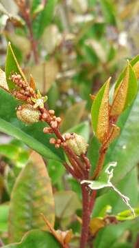 Sivun <i>Croton ferricretus</i> Kainul., B. W. van Ee & P. E. Berry kuva