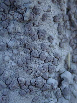 Imagem de Lecanora farinacea Fée