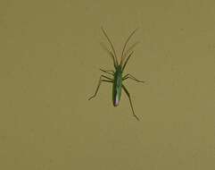 Image of Rice Leaf Bug