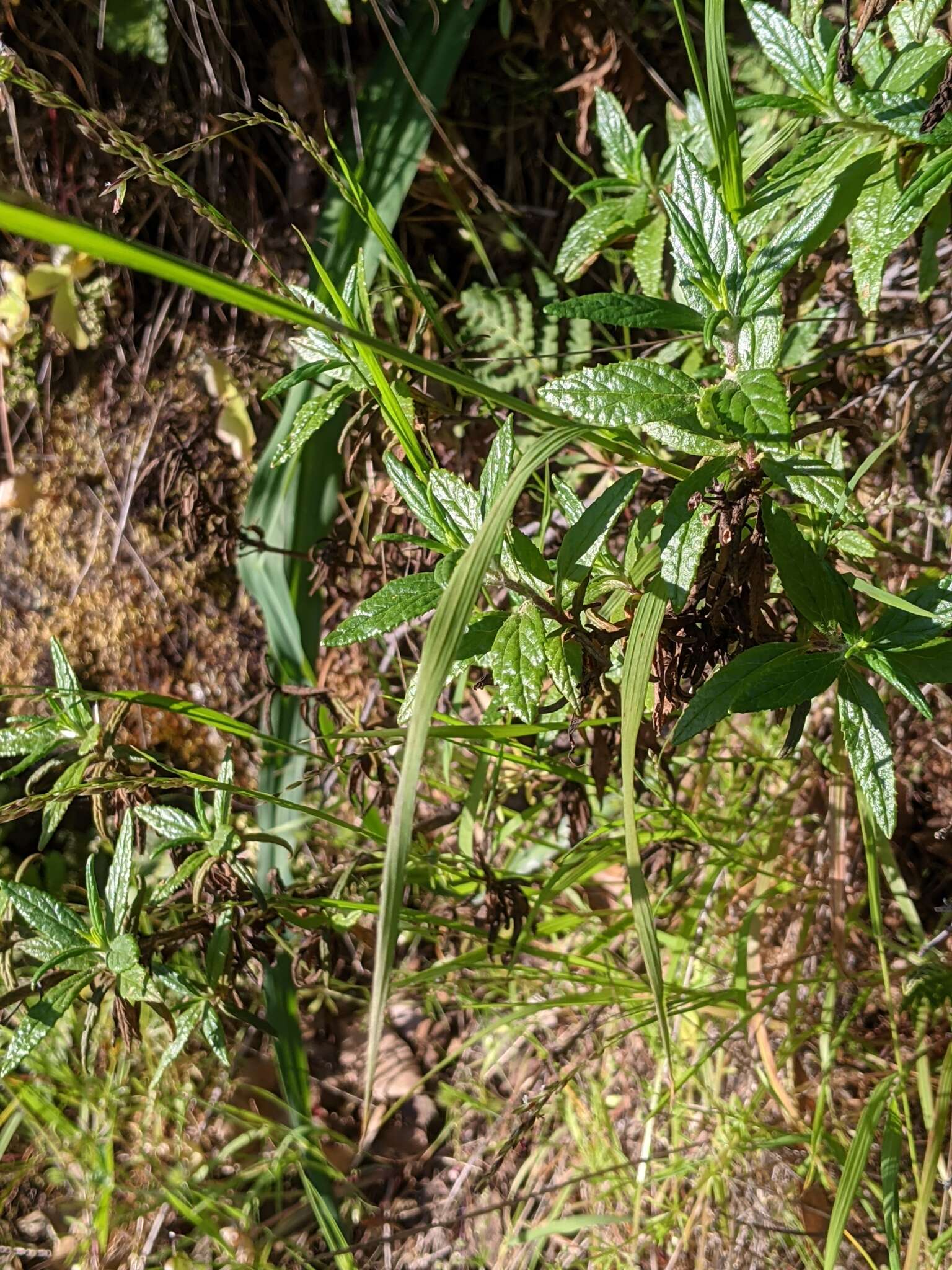 Слика од Melica subulata var. subulata