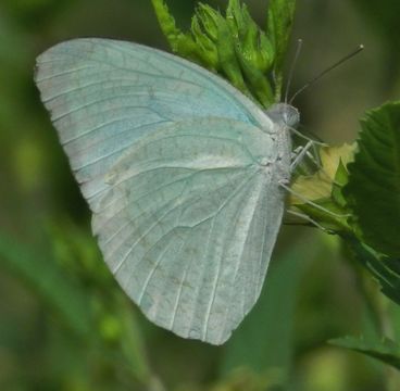 Image of CAtopsilia pyranthe