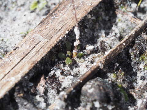 Image de Stylidium perpusillum Hook. fil.