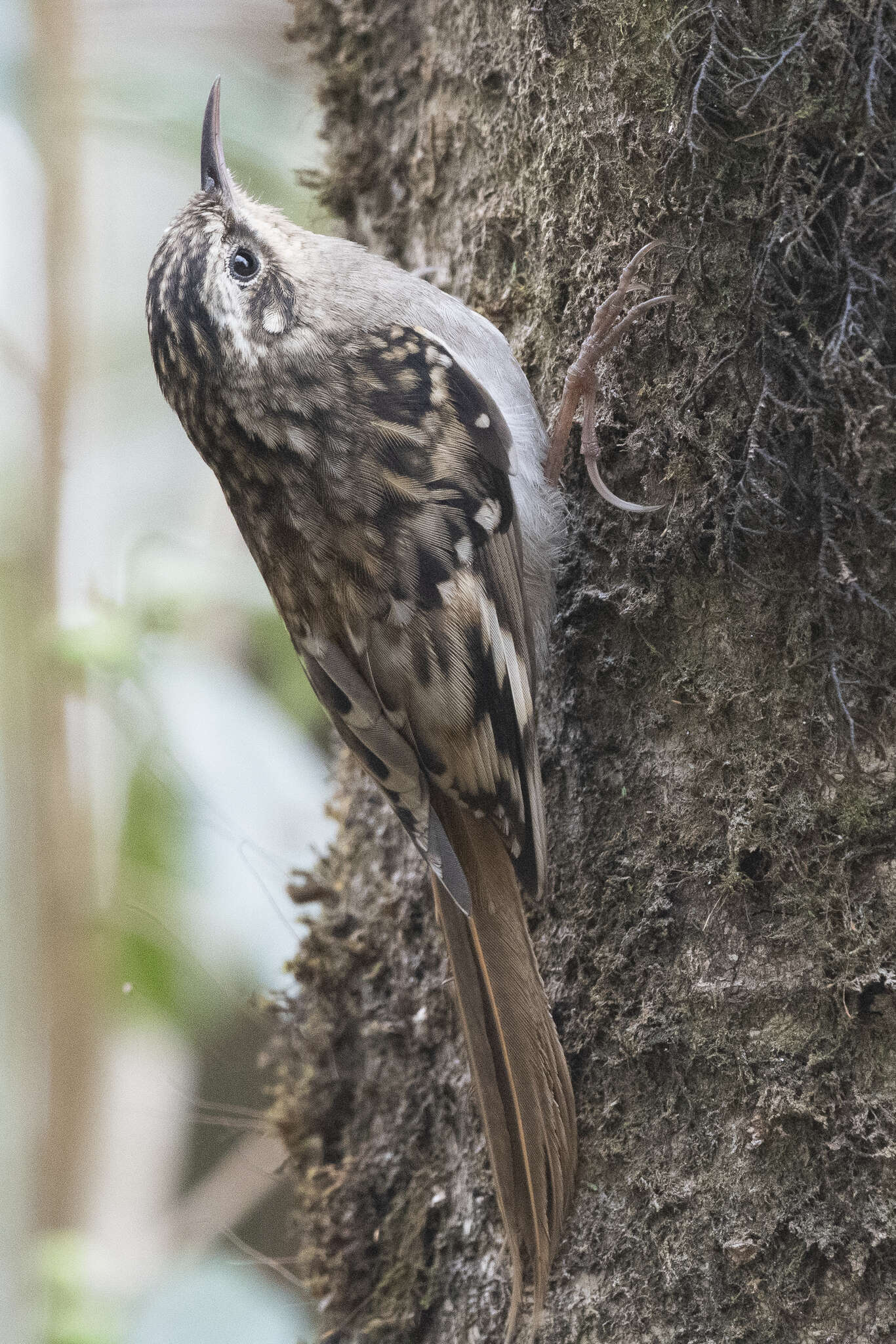 Image of Brown-throated Treecreeper