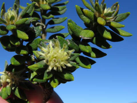 Image of Phylica dioica L.