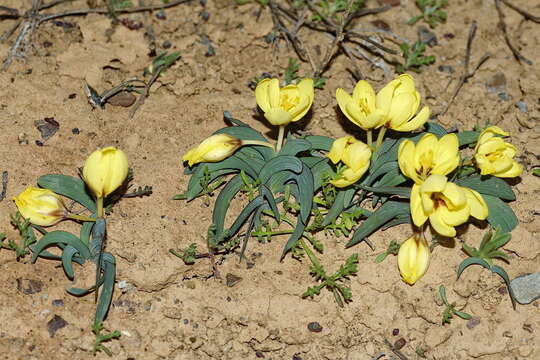 Image of Ixia macrocarpa Goldblatt & J. C. Manning