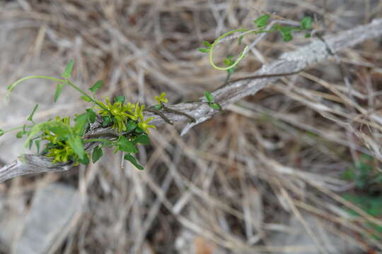 Image of arrowleaf milkvine