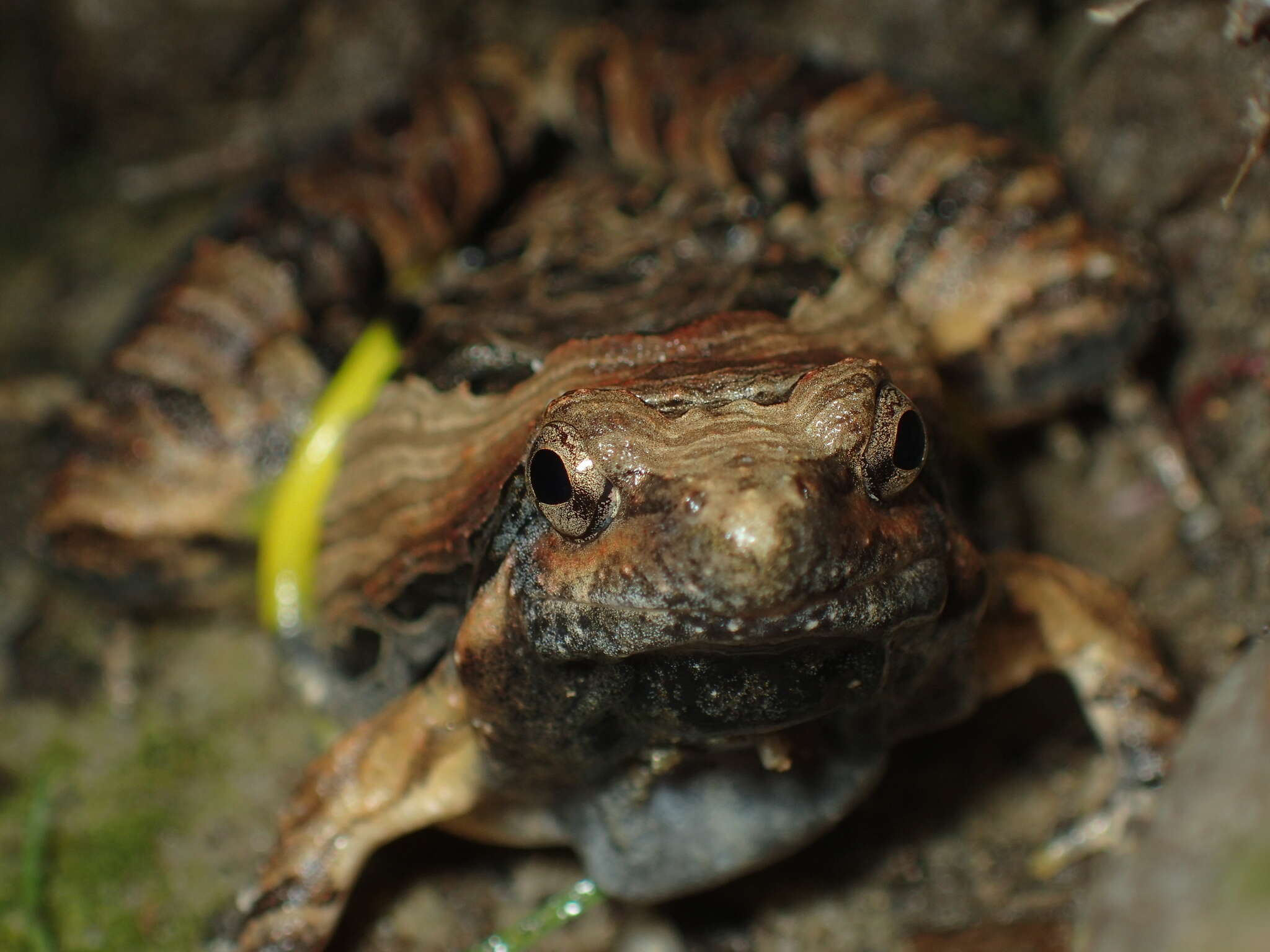 Image of Beautiful Pygmy Frog