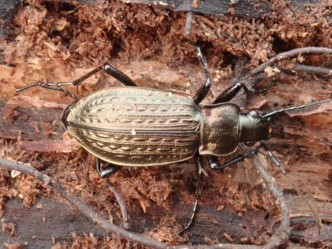 Image of Carabus (Carabus) granulatus granulatus Linnaeus 1758