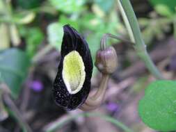 Image of Aristolochia steupii Woronow