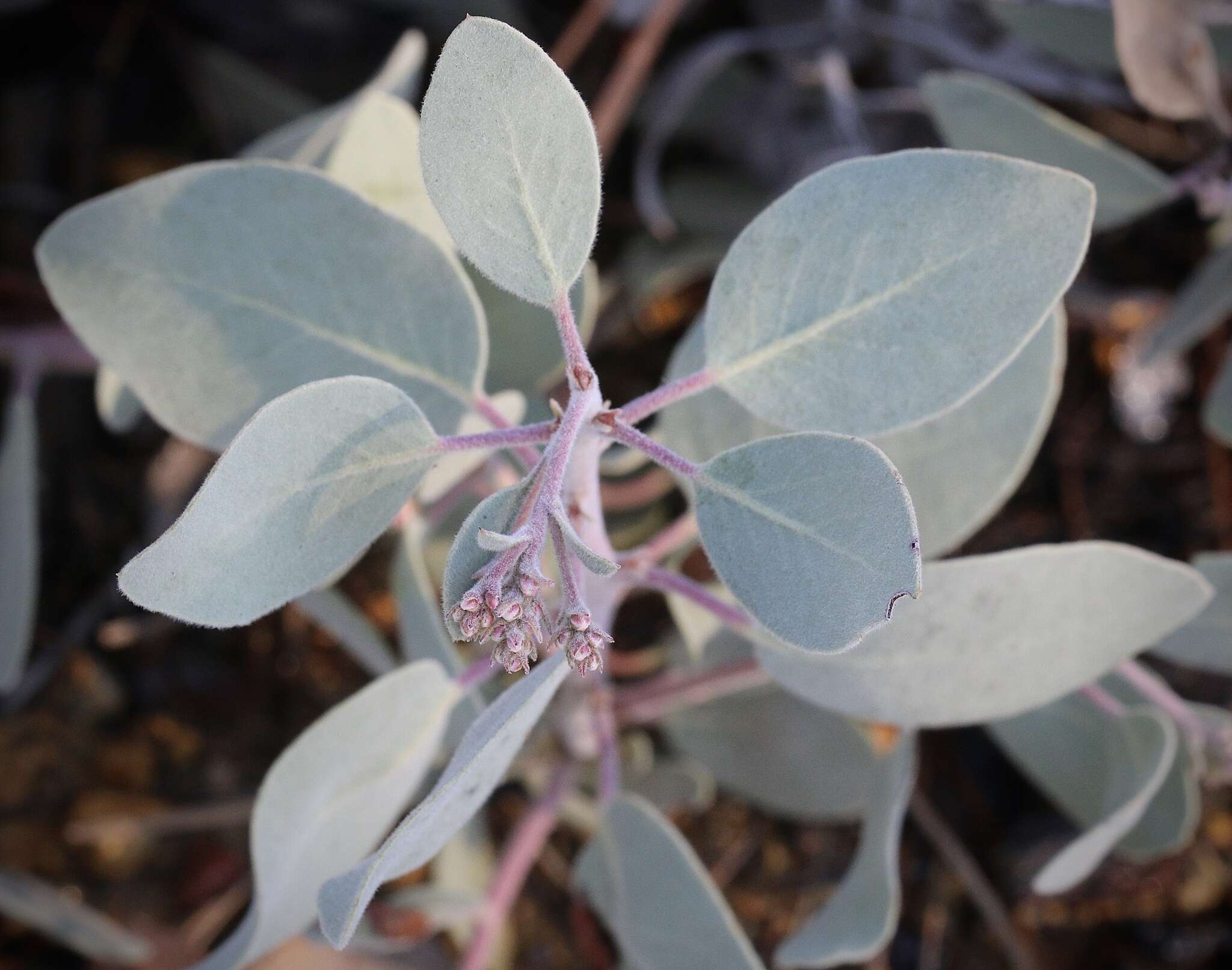 Image of Mallory's manzanita