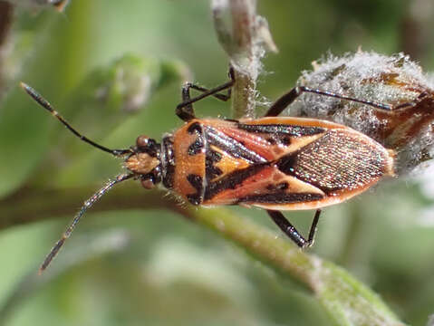 Image of Corizus hyoscyami nigridorsum (Puton 1874)