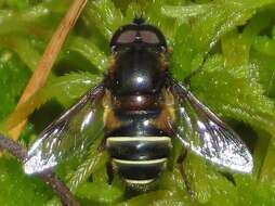 Слика од Eristalis cryptarum (Fabricius 1794)