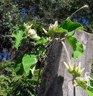 Image de Oxypetalum erianthum Decne.