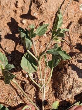 Acleisanthes diffusa (A. Gray) R. A. Levin resmi