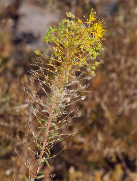 Image of twisted cleomella