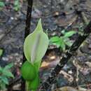صورة Xanthosoma helleborifolium (Jacq.) Schott