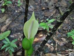 Imagem de Xanthosoma helleborifolium (Jacq.) Schott