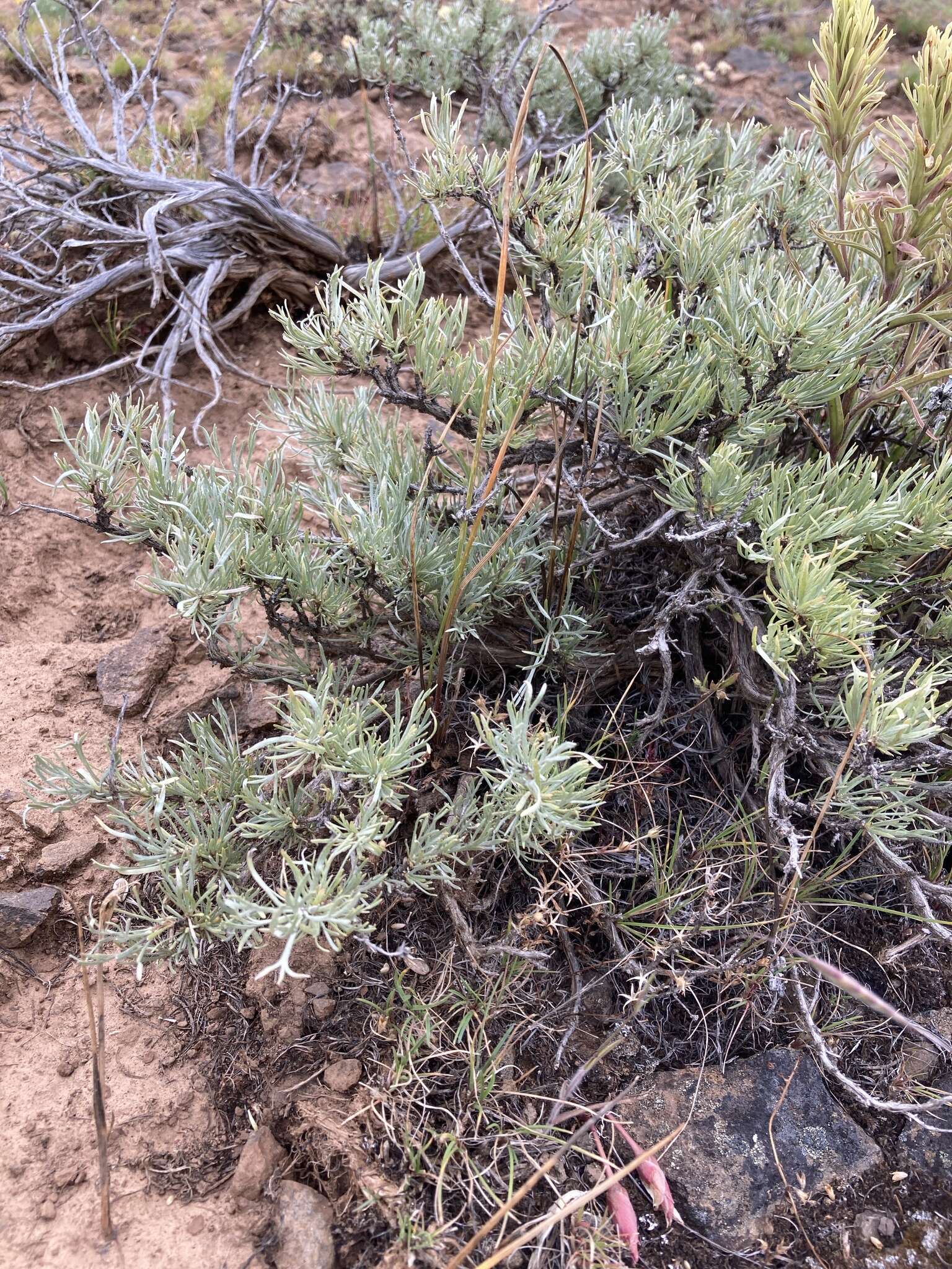 Image of scabland sagebrush