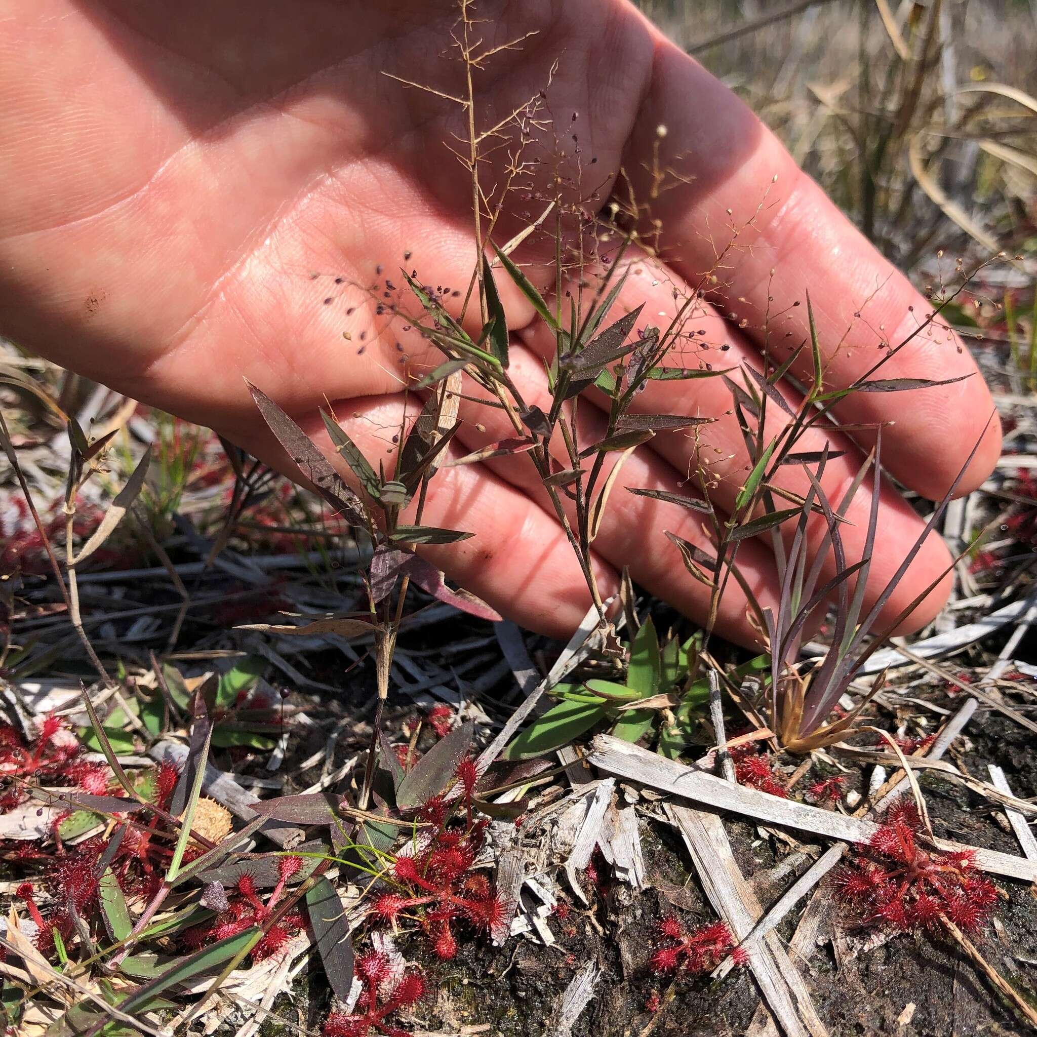 Image of Rough Rosette Grass