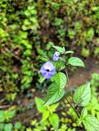 Image of Jamaican forget-me-not