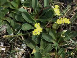 Imagem de Limonium sinense (Girard) Kuntze