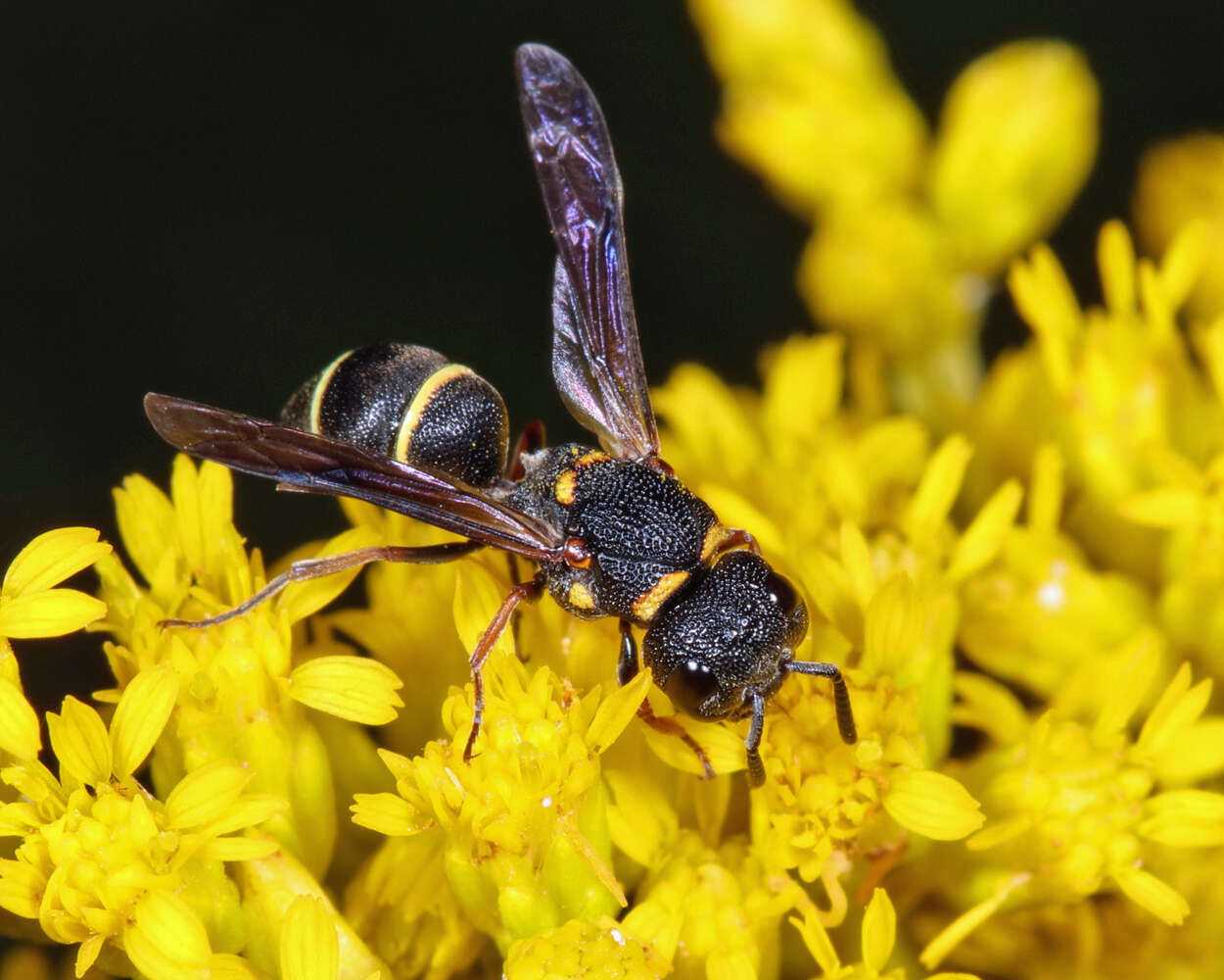 Image of Cyrtolabulus mutinensis Gusenleitner 2006