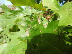 Image of Stigmella quercipulchella (Chambers ex Hayden 1882) Wilkinson et al. 1979