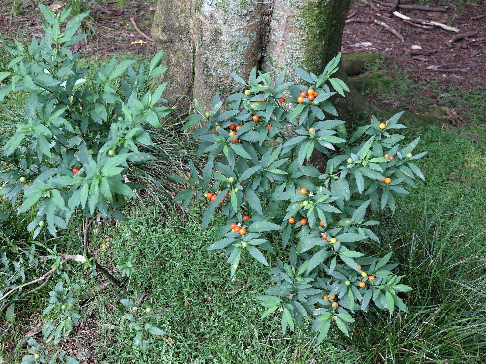 Image of Jerusalem Cherry