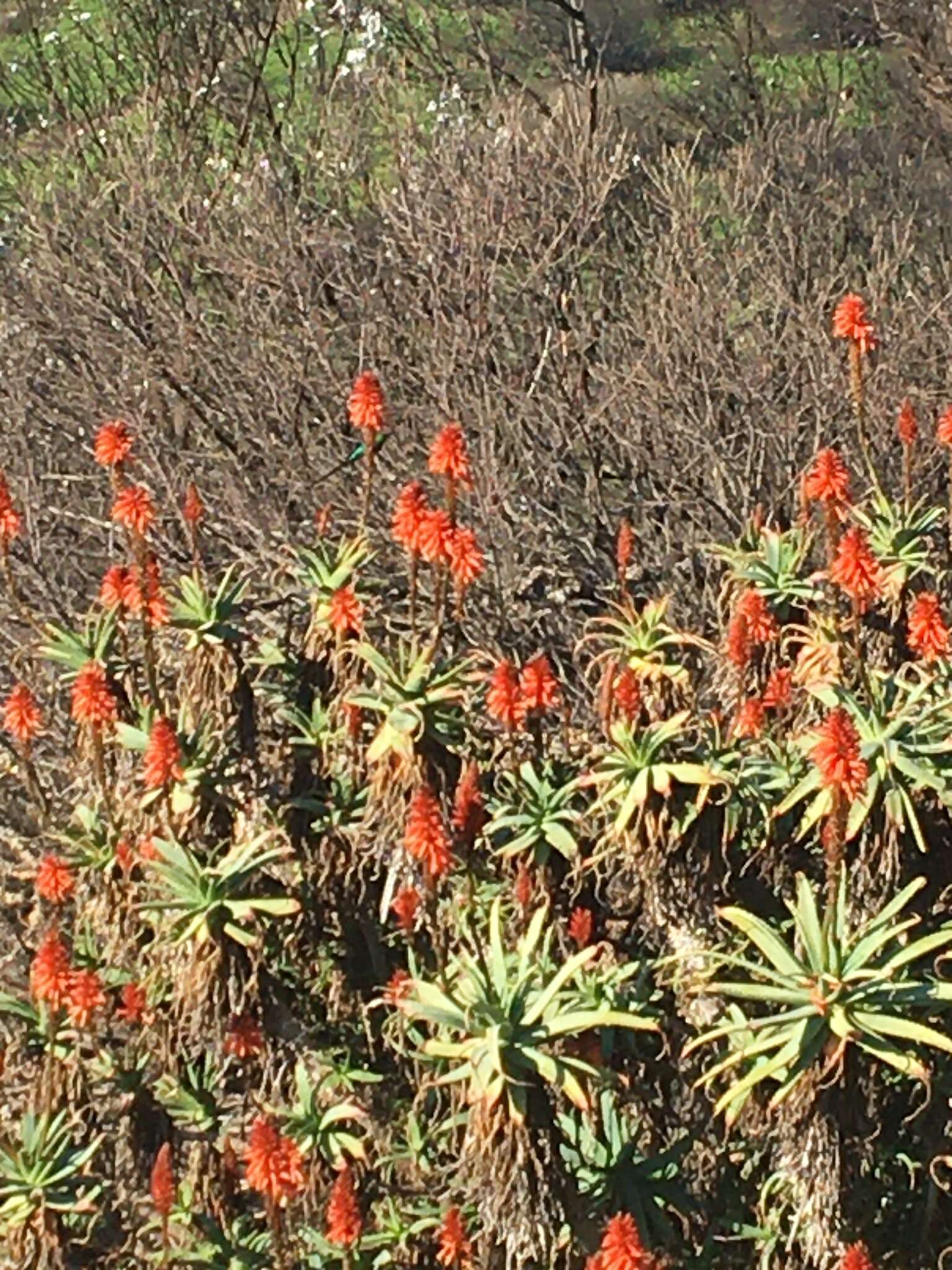 孔雀石色花蜜鳥的圖片