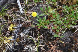 Image of whiplash saxifrage