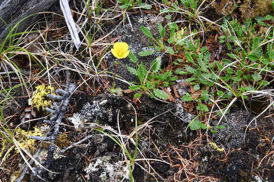 Image of whiplash saxifrage