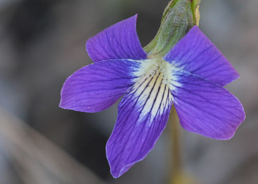 Image of Wood Violets
