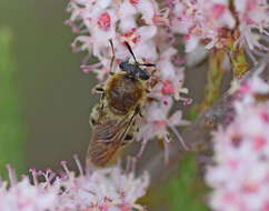 صورة Stratiomys longicornis (Scopoli 1763)