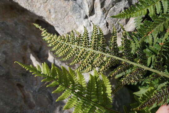 Image of Dryopteris villarii (Bell) Woynar ex Schinz & Thell.