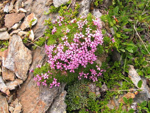 Image of moss campion